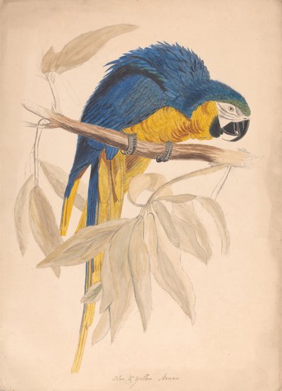 Blue and Yellow Macaw by Unbekannt Unbekannt